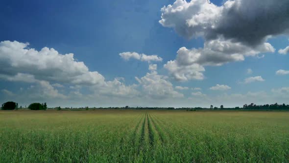 8K Tassel Tufted Cornfield Approaching Harvest Time