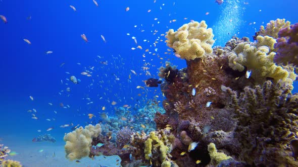 Underwater Beautiful Scene