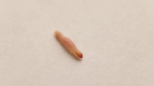 Mediterranean Flour or Pantry Moth Larva on White Paper Sheet Background