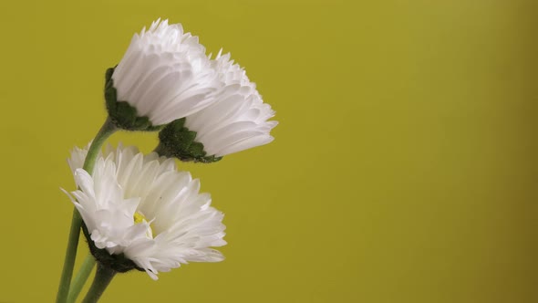 Three White Daisy Flowers Bloom on a Yellow Background