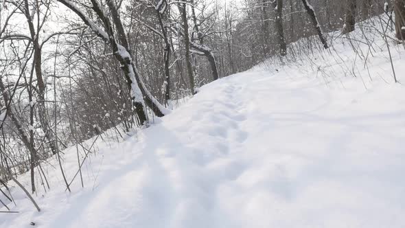 Beautiful  morning in the forest slow motion 1920X1080 FullHD video - Snowed path by  winter slow-mo