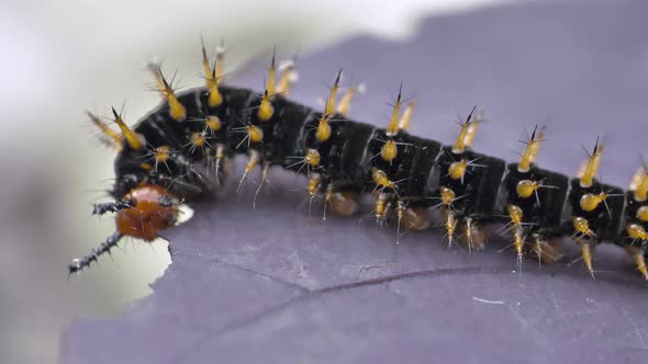 Wild Caterpillar nourished by purple leaf in nature during sunny day,macro shot - Larval Stage