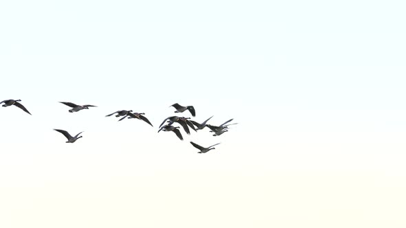 Geese fly in slow motion with a white background and an in-camera transition.
