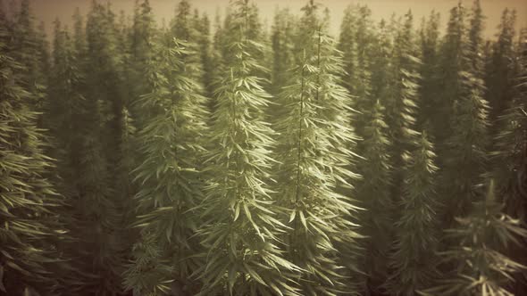 Field of Green Medial Cannabis