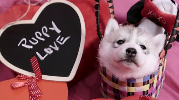 cute Valentines Day Husky puppy sitting in a basket with Puppy Love sign