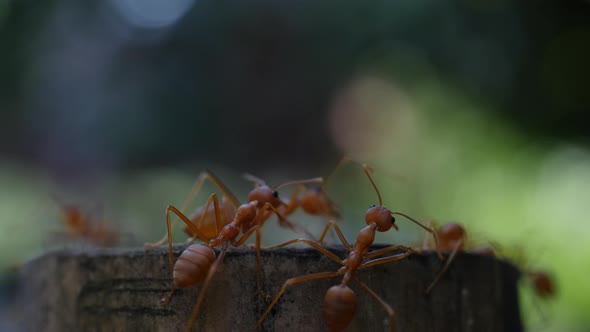 Red ant action walking in the nature