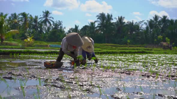 Slowmotion Steadicam Shot of Two Undefined Women Planting Rice Seedlings on a Big Field Surrounded