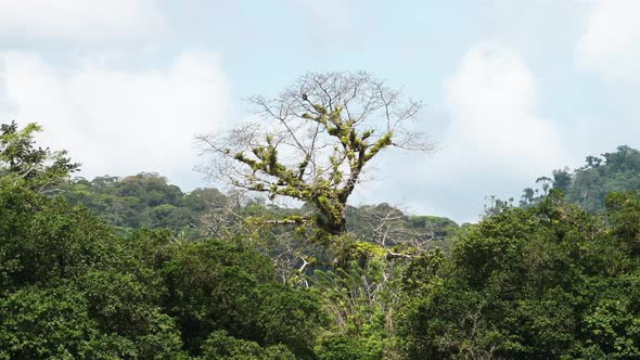 Costa Rica Rainforest Trees Scenery Seen on River Banks while Moving Along and Traveling on a Touris