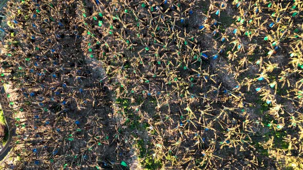 Dry Banana Plantations Aerial View 4 K Alanya Turkey