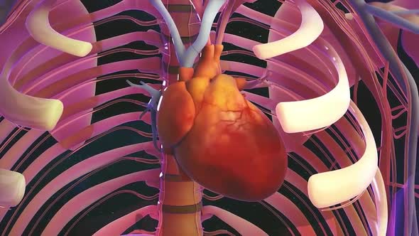 Human Circulatory System Heart Beat Anatomy Animation Concept. 3D