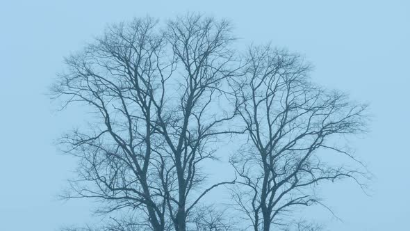 Bare Trees In The Wind At Dusk