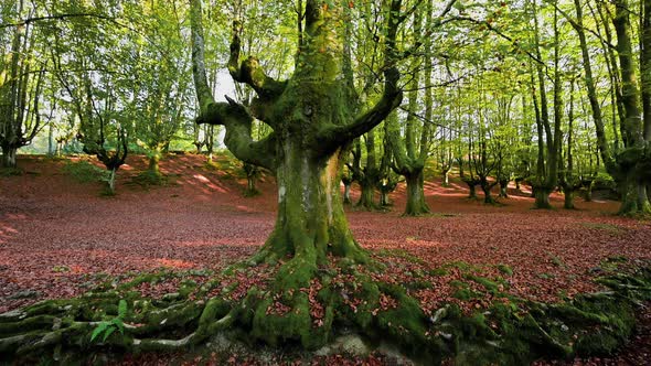 Sunset in Autumn Beech Forest