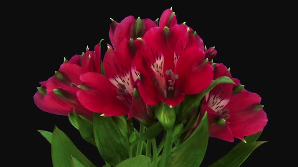 Time-lapse of opening red Peruvian lilies