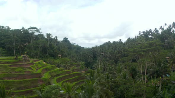 Slow Aerial Dolly Shot of Terraced Paddy Rice Fields on the Hill Sides in Thick Tropical Rainforest