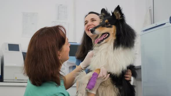 Cute Collie Dog on Examination at the Vet Clinic