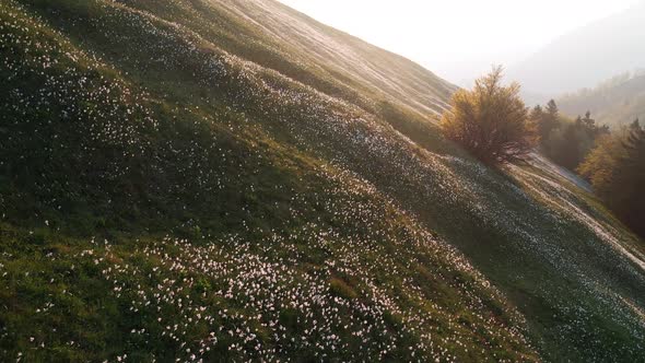 Flying over a field of daffodils in spring