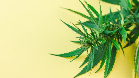 a Large Bush of Fresh Green Marijuana Lies on a Pastel Yellow Background with