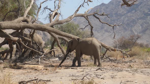 Herd of elephants grazing around a big fallen dead tree