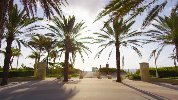 Palm trees near the beach