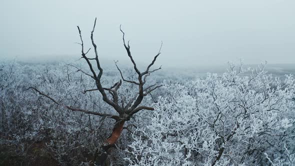 Dry brown tree among white trees in winter.