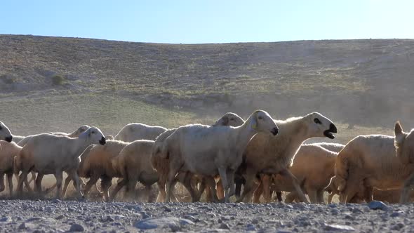 Large Flock of Sheep Makes Dust While Walking