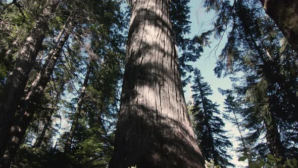 Hiking Looking Up Old Growth Tree In Pacific Northwest Forest