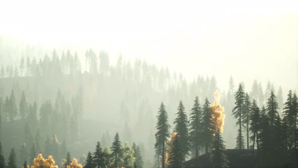 Sunlight in Spruce Forest in the Fog on the Background of Mountains at Sunset