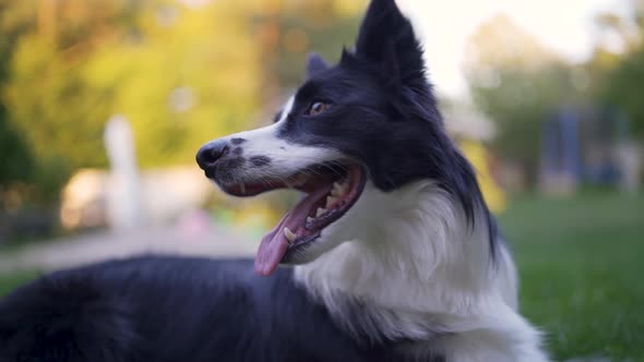 Border Collie Dog Close Up in Backyard