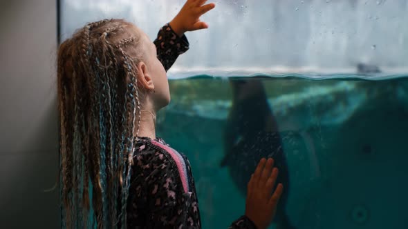 Little Girl Watching Seals Swimming in Aquarium