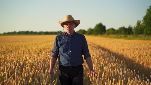 Man in hat among ripe wheat. Full-length portrait of a farmer on yellow field background in summer. 