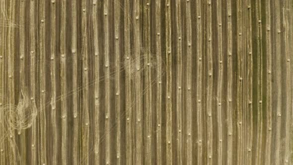 Yellow field with round sheaves of hay. Harvest. 