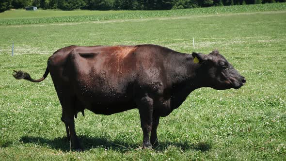 Cow wags its tail and drives away flies
