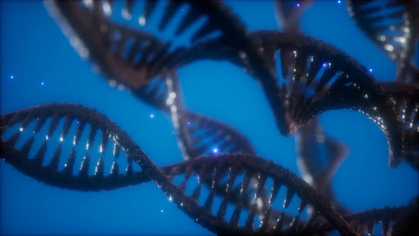 Structure of the DNA Double Helix Animation alt