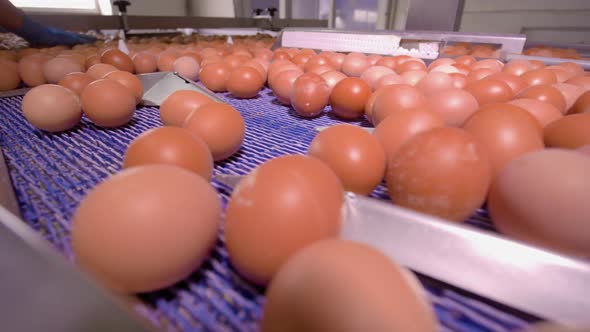 Chicken Egg Moves on the Conveyor at the Poultry Farm