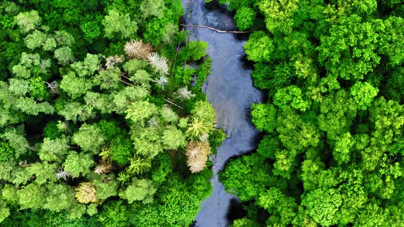 Aerial view of green forest and river in Poland