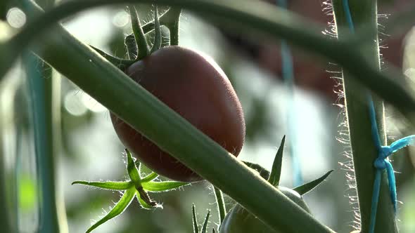 Harvest Time For Tomatoes