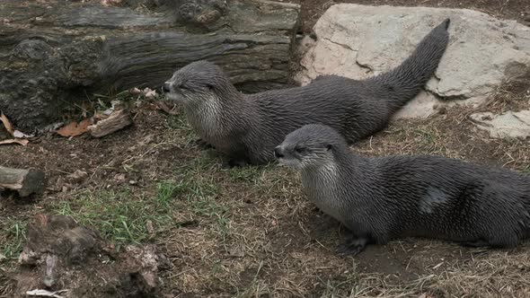 Two river otters standing beside each other, watching closely and then running off.