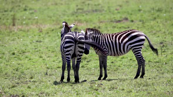 Two Zebra In Kenya Africa   Slow Motion