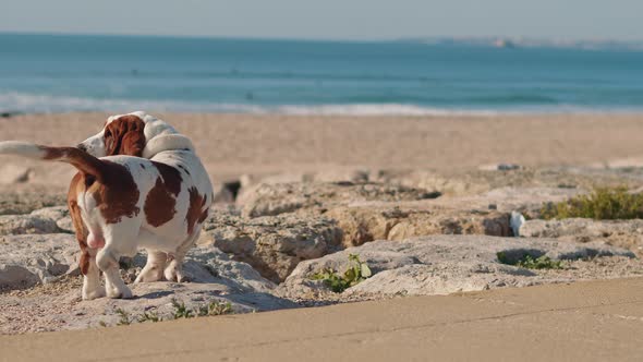 Basset hound dog standing on the beach rocks near the Atlantic Ocean.