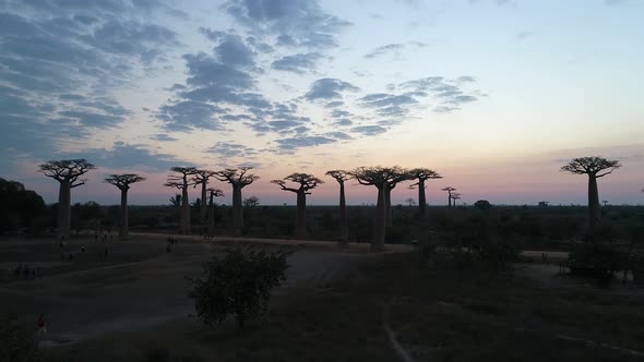 Avenue Of The Baobabs Morondava Madagascar 14