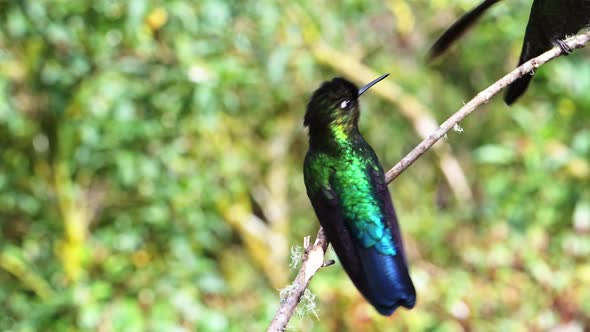 Costa Rica Fiery Throated Hummingbird (panterpe insignis) in Rainforest, Portrait of Active Birds Fl