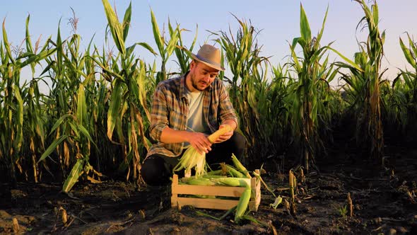 Front View Young Man Farmer Has Harvested in a Box Peels the Corncob From Leaves Shows Excellent