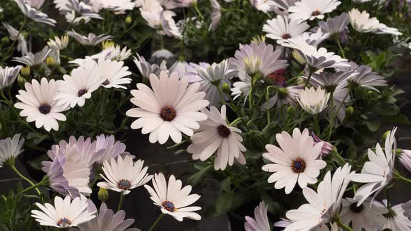 White African daisies or daisybushes