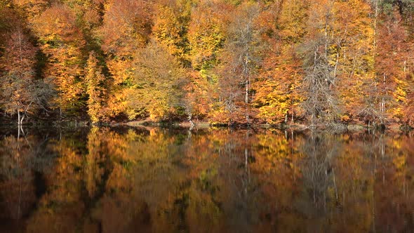 Reflection of Autumn Colors on the Lake Surface in the Cinematic Forest