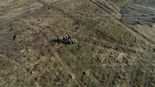 Countryside Aerial View of a Field with a Small Herd of Sheep Grazing