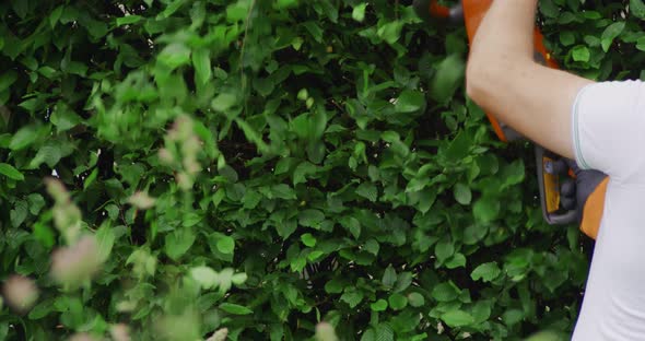 Male Gardener Trimming Hedge with Electric Cutter Outdoors