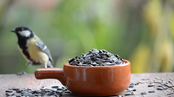 Birds Peck Seeds in the Feeder