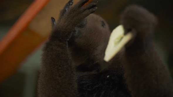 Super closeup of common woolly monkey eating fruit in slow motion