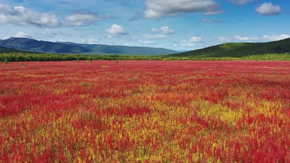 Blooming Flowers Willowherb Field