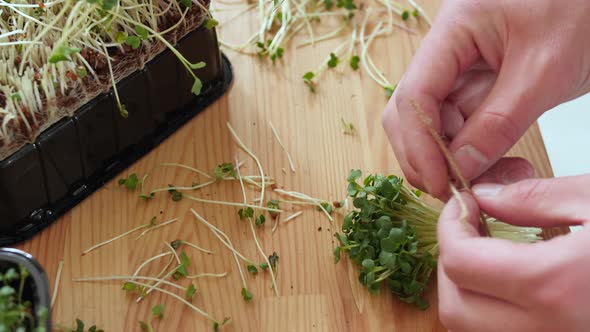 The Woman Is Binding the Cut Seedilings with a Rope Making Small Bunches